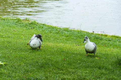 Two Ducks Walking on Green Grass Near a Pond in Summer Fotos de archivo