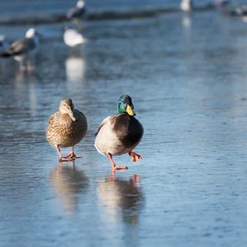 Two ducks walking on the ice Stock Photos