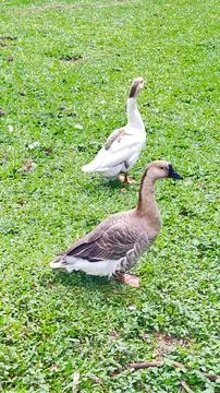 Two ducks walking on open-air lawn 스톡 사진
