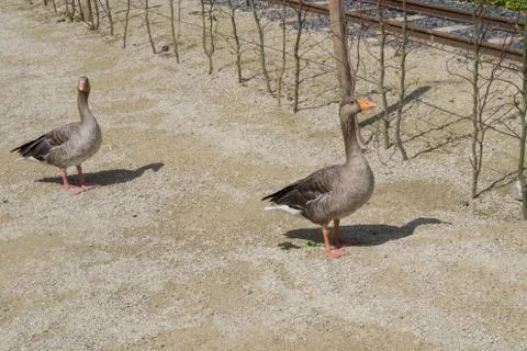 Two ducks walking in a park Stock Photos