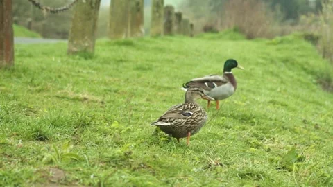 Two Ducks walking on a river bank in the autumn Stock Footage 246473105