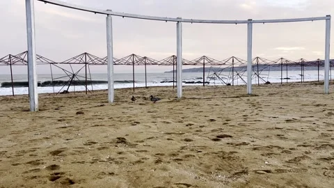 Two Ducks Walking on Sandy Beach Toward the Sea with Empty Umbrella Frames on Video stock 331937637