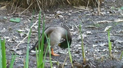 Two ducks walking together 動画素材 124478
