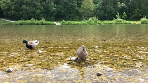 Two ducks walking  in water searching for food and coming towards in Isar River Stock Footage 131511775