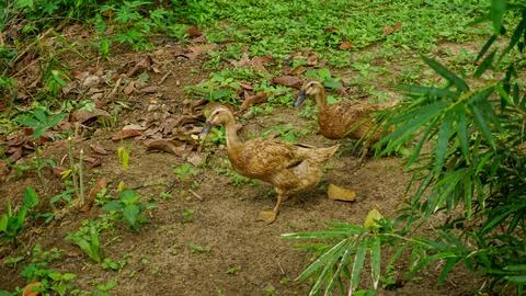 Two Ducks Wandering Through Backyard Garden Stock Photos