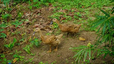 Two Ducks Wandering Through Backyard Garden Stock Photos