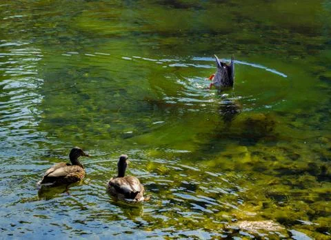 Two ducks watching a third dive Stock Photos
