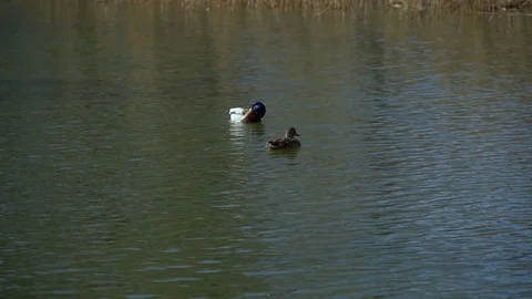 Two ducks on the water brush feathers Stock Footage 127207248