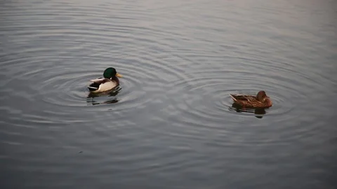 Two ducks in the water cleaning feathers Stock Footage 119192469