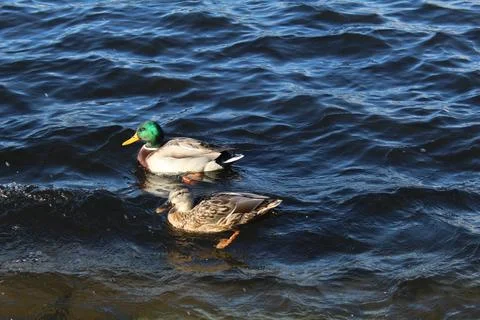 Two ducks on the water close-up. Feeding ducks, birds, animals near the water Stock Photos