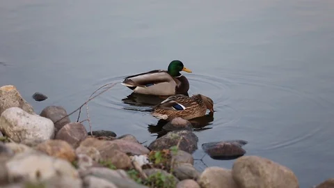Two ducks in the water Stock Footage 119192468