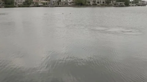 Two ducks in the water manatee surfaces view across Coffee Pot Bayou looking eas Stock Footage 268773911