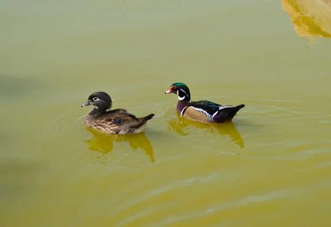 Two ducks on water Stock Photos