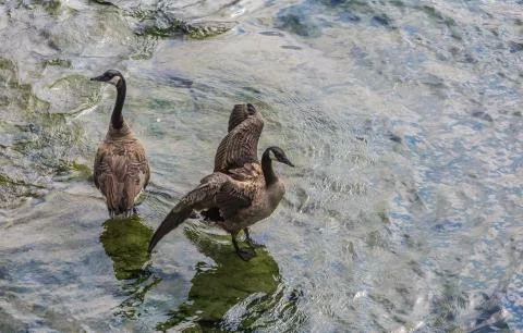Two ducks in the water Foto stock