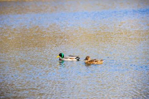 Two ducks on the water Stock Photos