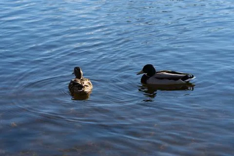 Two ducks on the water Stock Photos
