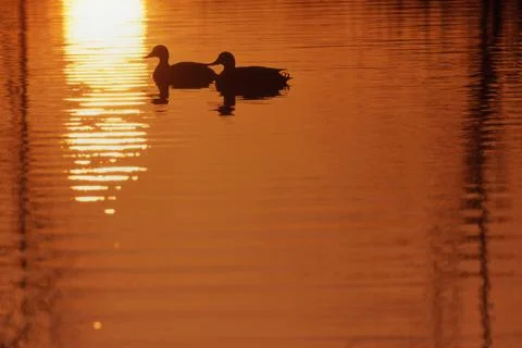 Two Ducks On The Water Foto stock