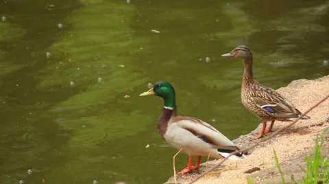 Two ducks on the waterfront Stock-Footage 37824853