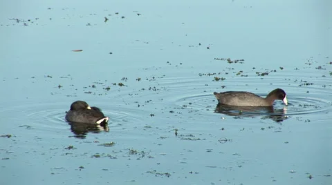 Two ducks in wetlands Stock Footage 5088270
