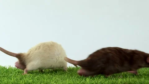 Two dumbo rats on green grass and white ... | Stock Video | Pond5