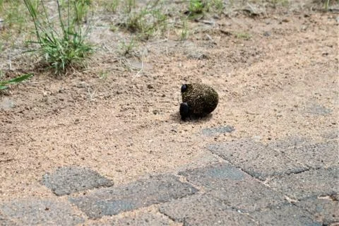 Two dung beetles are rolling a dung ball on the road Stock Photos