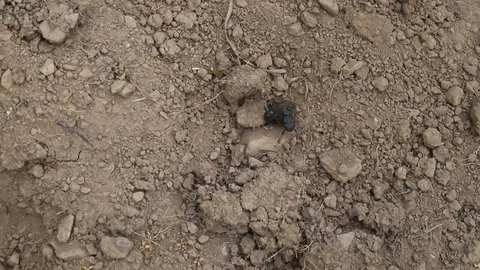 Two dung beetles fighting over a ball of dung Video stock 114613273