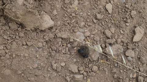 Two dung beetles fighting over a ball of dung Video stock 114613376