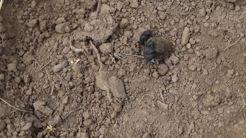 Two dung beetles fighting over a ball of dung Video stock 114613417