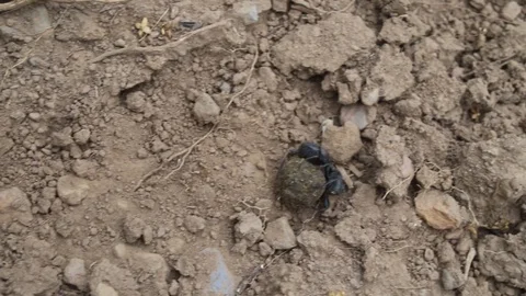 Two dung beetles fighting over a ball of dung Stock Footage 114613423