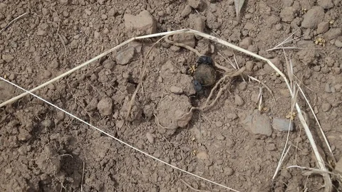 Two dung beetles fighting over a ball of dung Video stock 114613507