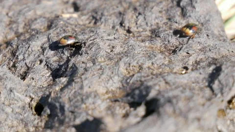 Two Dung Beetles Stock Footage 240645393