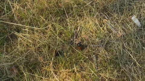 Two dung beetles rolling dung balls as flies gather in a natural habitat Stock Footage 342216078