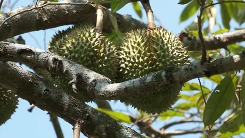Two Durian fruit growing on tree before harvest Stock Footage 172519662