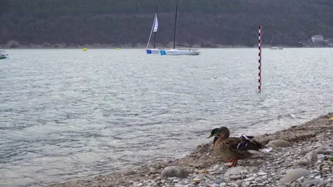 Two dusky ducks on the lake 4K Video stock 154003582