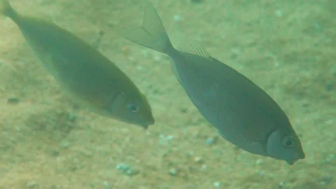 Two Dusky Spinefoot Fishes Swim Together Underwater Stock Footage 145924408