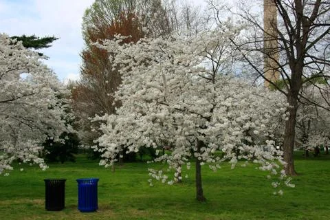 Two dustbins and cherry trees Stock Photos