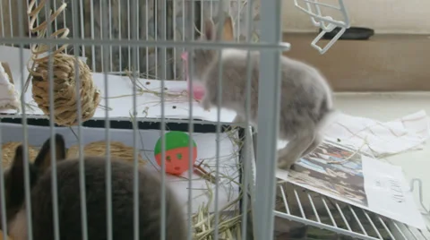 Two Dwarf bunnies play and frolic inside cage Stock Footage 39932445