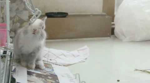 Two Dwarf bunnies play and frolic outside cage Stock Footage 39932467