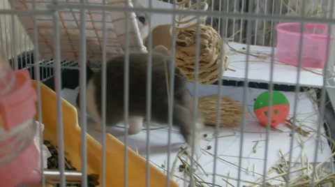 Two Dwarf bunnies play and frolic inside cage 2 Stock Footage 39933707