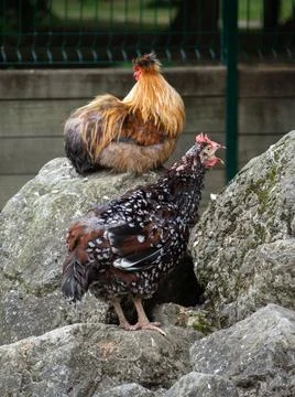 Two dwarf chickens perched on a rock Stock Photos