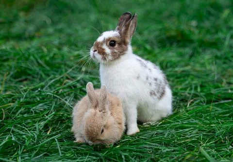 Two dwarf fox and white with brown spots colored rabbits sit on a green grass Stock Photos