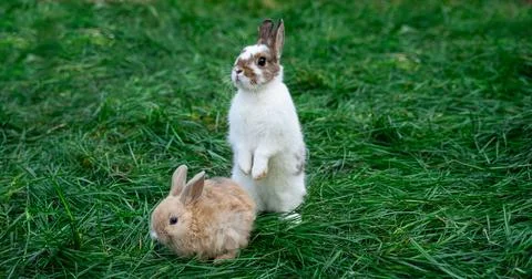 Two dwarf fox and white with brown spots colored rabbits sit on a green grass Stock Photos