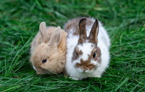 Two dwarf fox and white with brown spots colored rabbits sit on a green grass Stock Photos