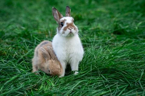 Two dwarf fox and white with brown spots colored rabbits sit on a green grass Stock Photos