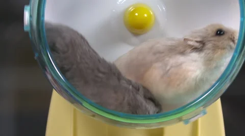Two dwarf hamster share a wheel Stock Footage 63206312