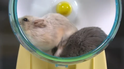 Two dwarf hamsters crawl over each other as they try to share a wheel Video stock 63208246