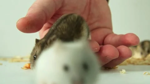Two dwarf hamsters interacting with gentle human hand Stock Footage 322218574