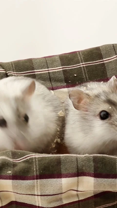 Two dwarf hamsters interacting on patterned bedding close-up Stock Footage 324078374