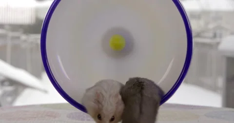 Two dwarf hamsters running on top each other in the same wheel. Stock Footage 63280855