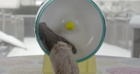 Two dwarf hamsters running on top each other in the same small wheel. Stock Footage 63298255